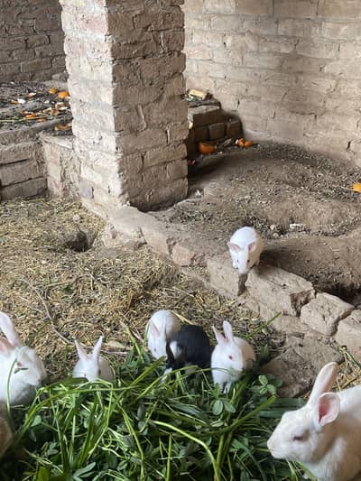 Baby rabbits for sale