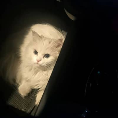 best quality Persian cat