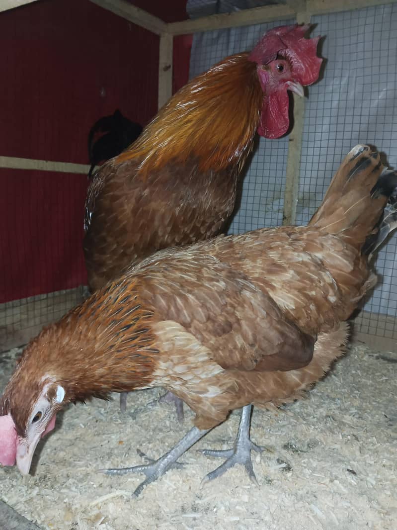 Hens, Pair 2