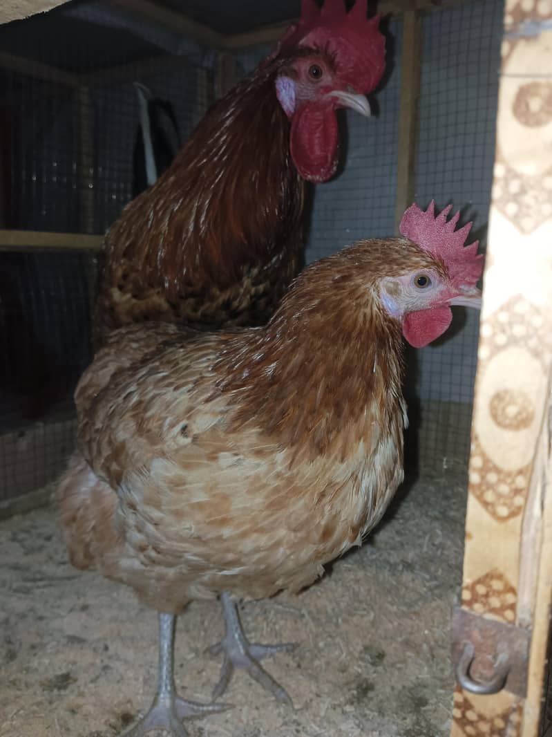 Hens, Pair 4