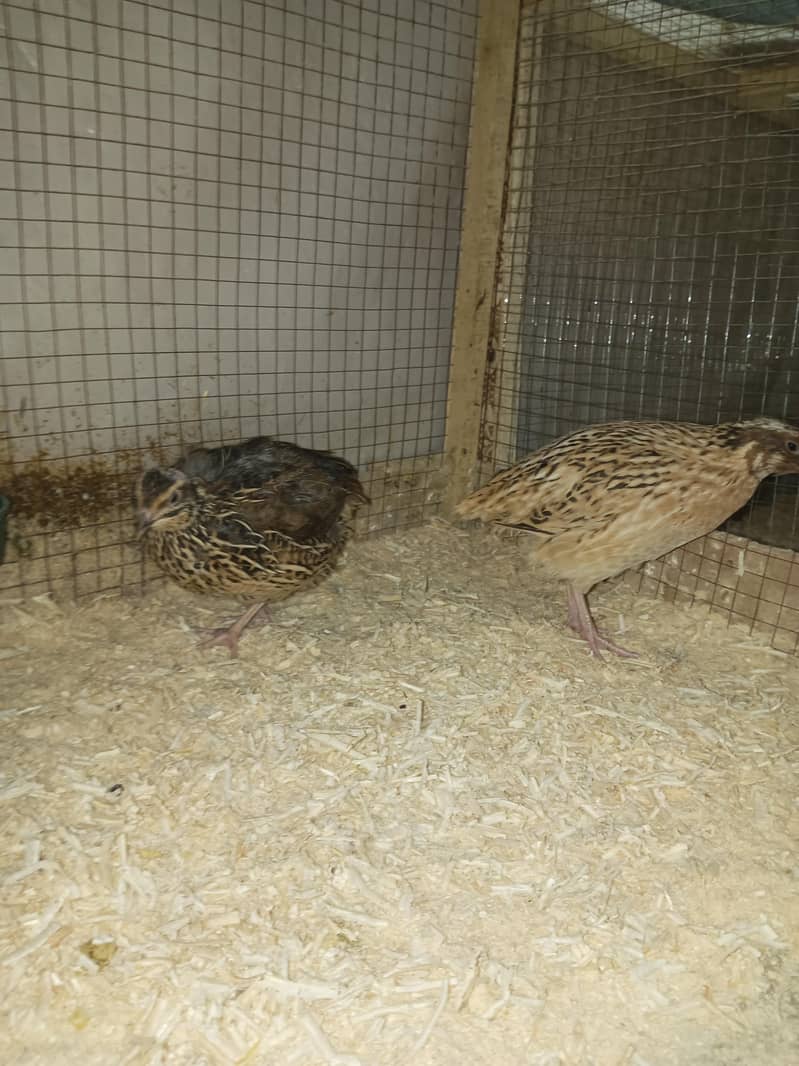 Hens, Pair 8