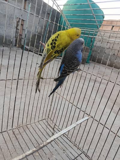 EXHIBITION/LOVE BIRDS/BUDGIES