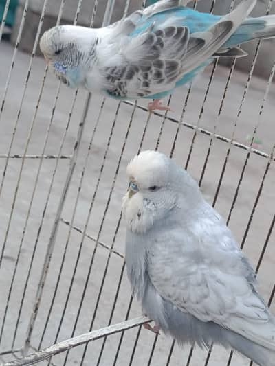 EXHIBITION/LOVE BIRDS/BUDGIES