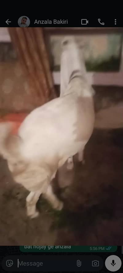 gulabi bakiri Hain  4 dant 6 hone wali Hain MashAllah bhut achi Hain