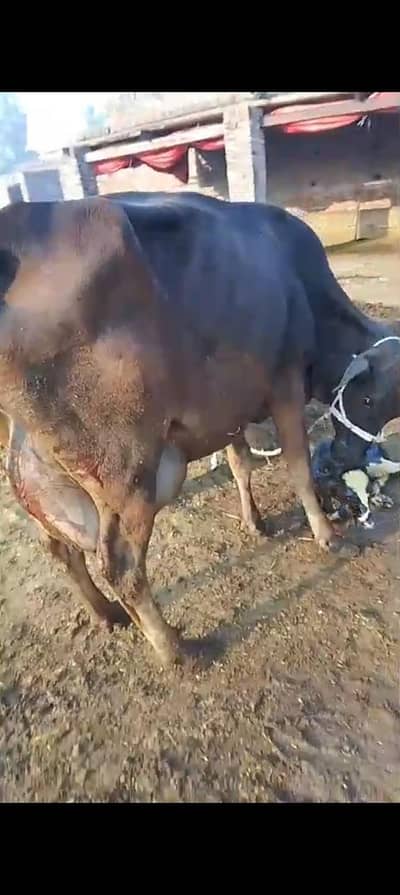 COW. /Cross Cow/Wachi. /Bufflao