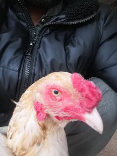 Aseel murga for sale