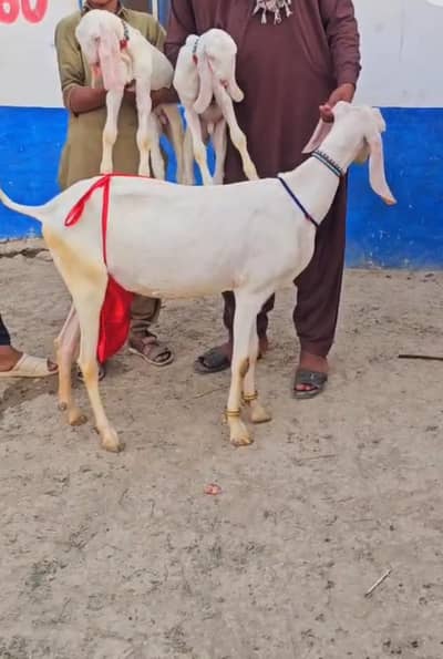 bakri Rajan puri 2 butcher vali for sale. 03376219832