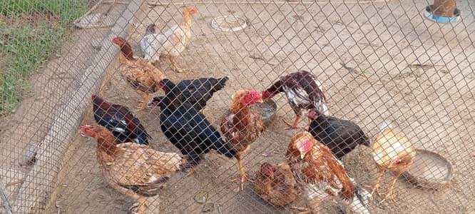 Assel Murga for Sale