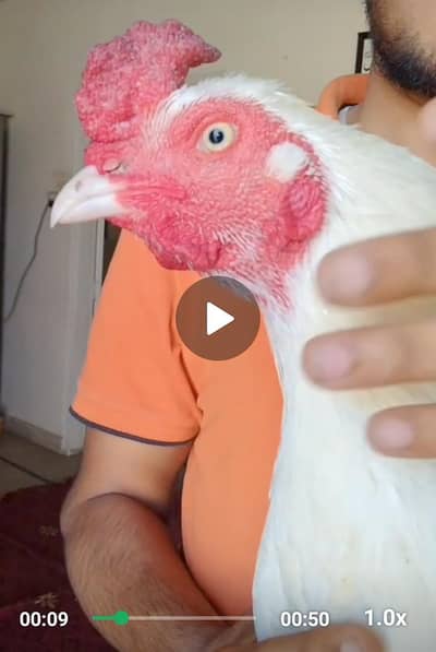 Mianwalle Hera Aseel White Nook Nalli