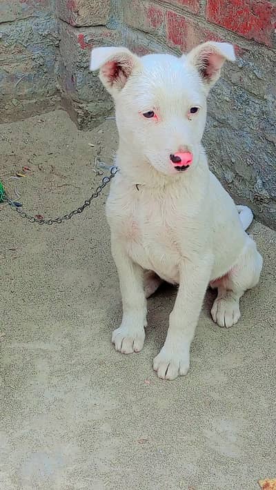 گلٹریہ نسلی