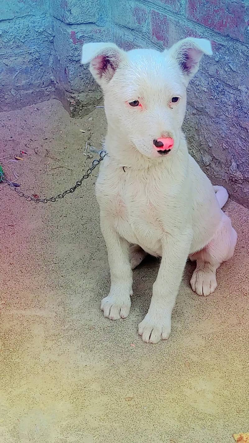 گلٹریہ نسلی 1