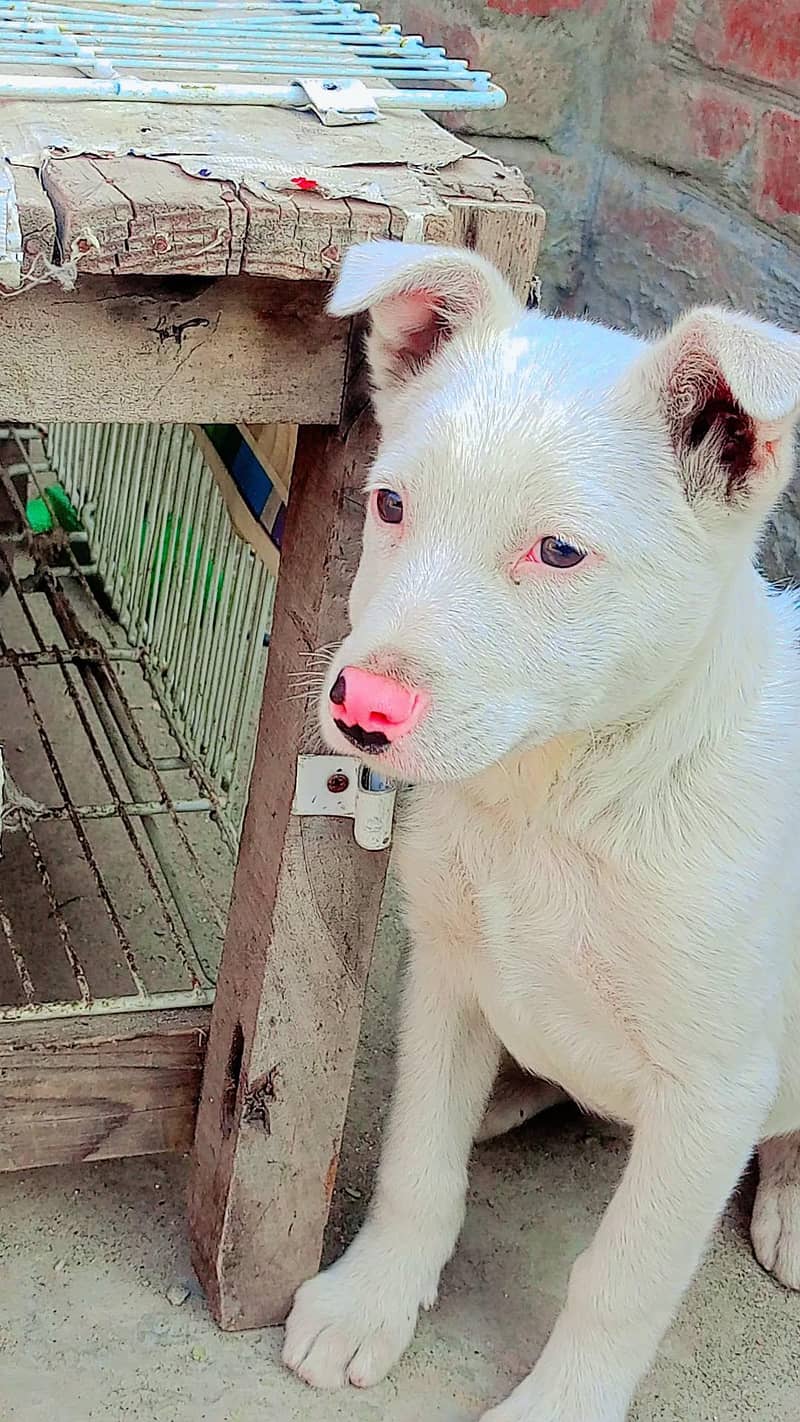 گلٹریہ نسلی 2