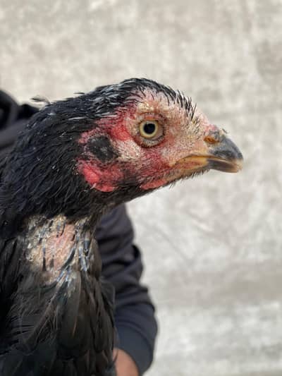 aseel murgiyan or aik patha ha