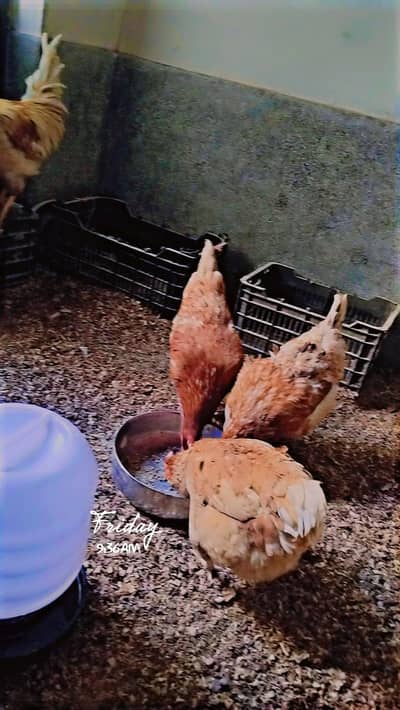 loman brown hens