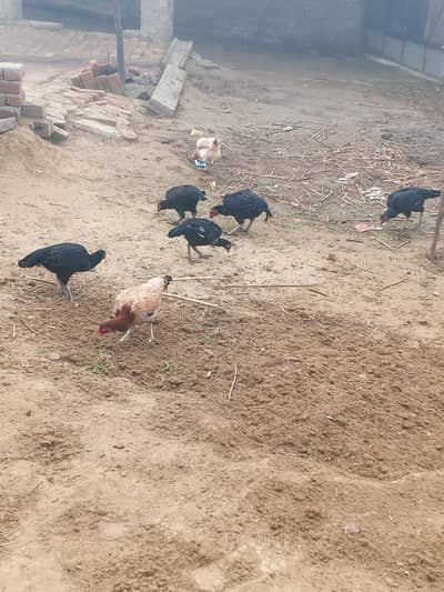 Aseel murgha murgian for sale