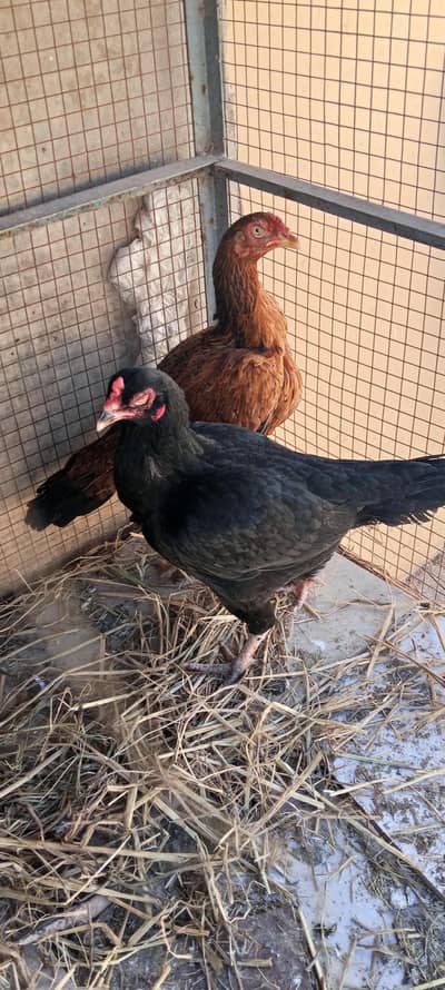 Aseel and Desi phata and phaty