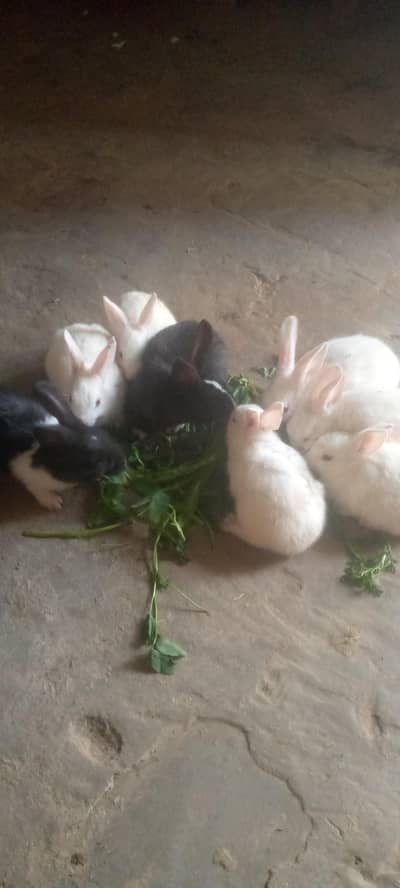 2 black and 6white active rabbits total 8 rabits