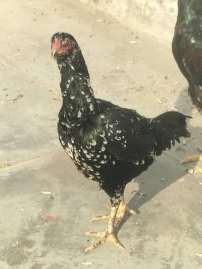 aseel female for sale
