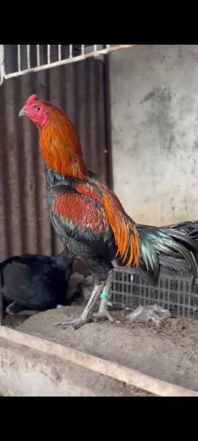 pure Thai. vait murga