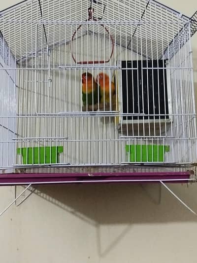 Love Bird with Cage