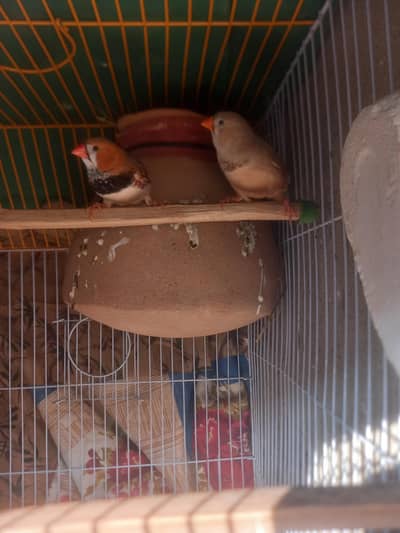 half orange finche pair of sale with cage
