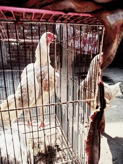 Aseel Heera Cross Pathi For Sale