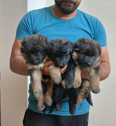 extreme quality puppies  father poland import and mother lukas line