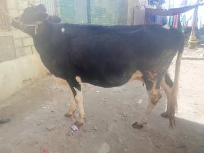 Fersion cross cow 03145387877