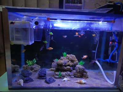 3 feet aquarium with fish