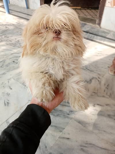 Shih tzu small toydog