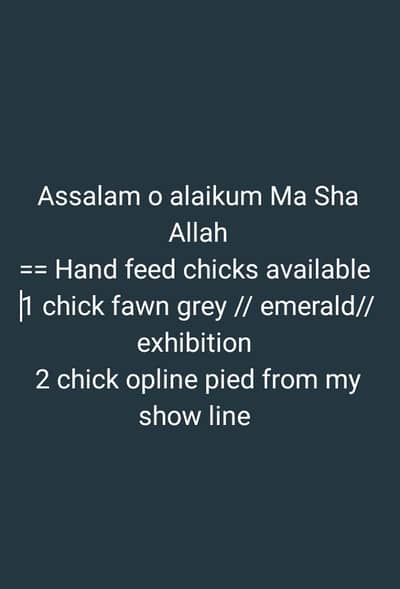 cockatiel l. hand feed chicks