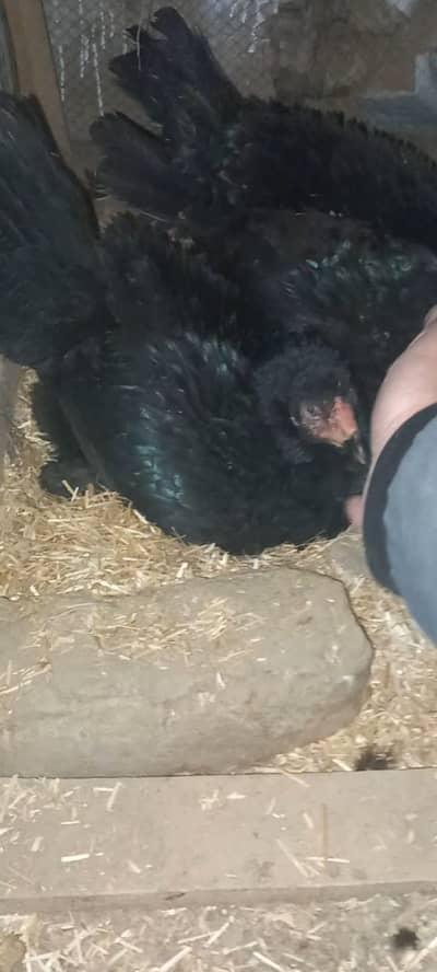 Kurk Muski Aseel Murgi