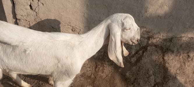 گھر کی پلی خوبصورت سی بکری نام محمد پوری ہے