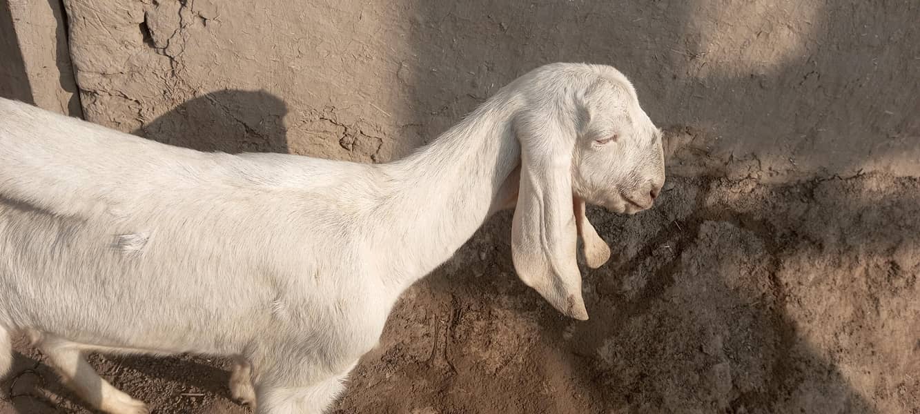 گھر کی پلی خوبصورت سی بکری نام محمد پوری ہے 0