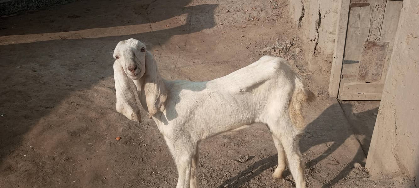 گھر کی پلی خوبصورت سی بکری نام محمد پوری ہے 1