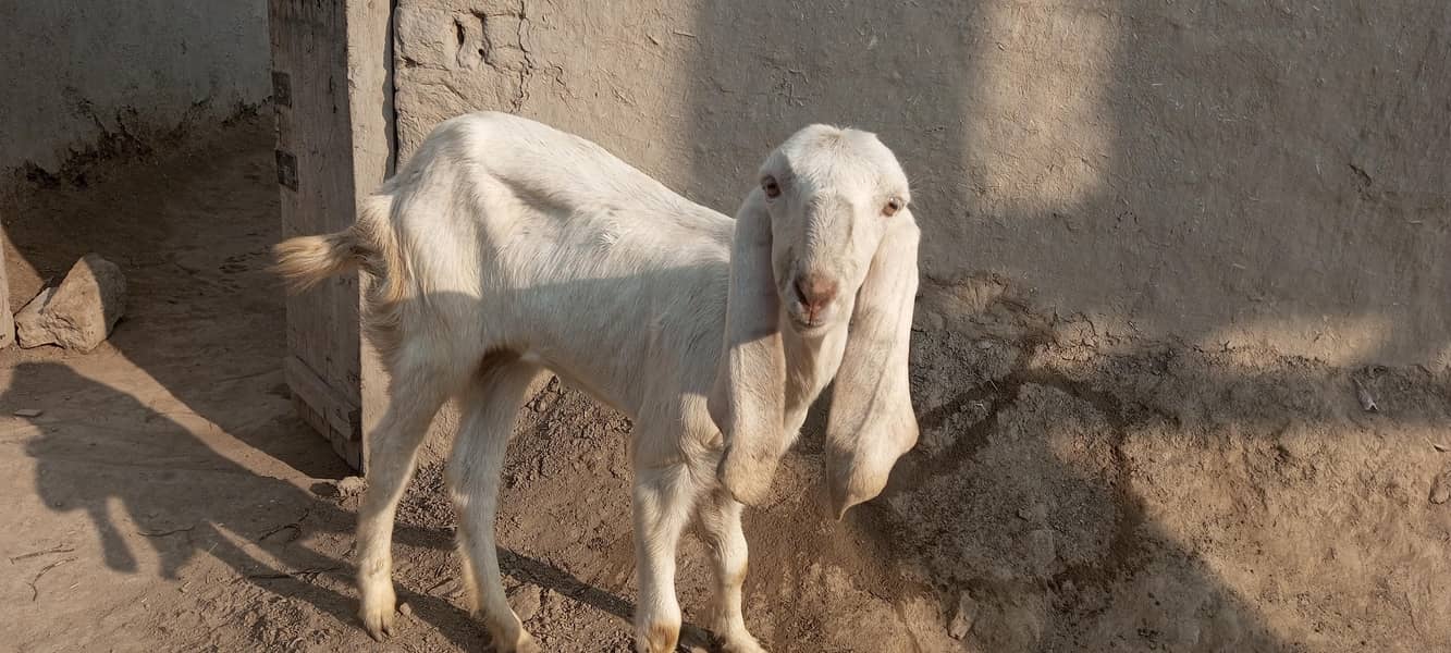 گھر کی پلی خوبصورت سی بکری نام محمد پوری ہے 2