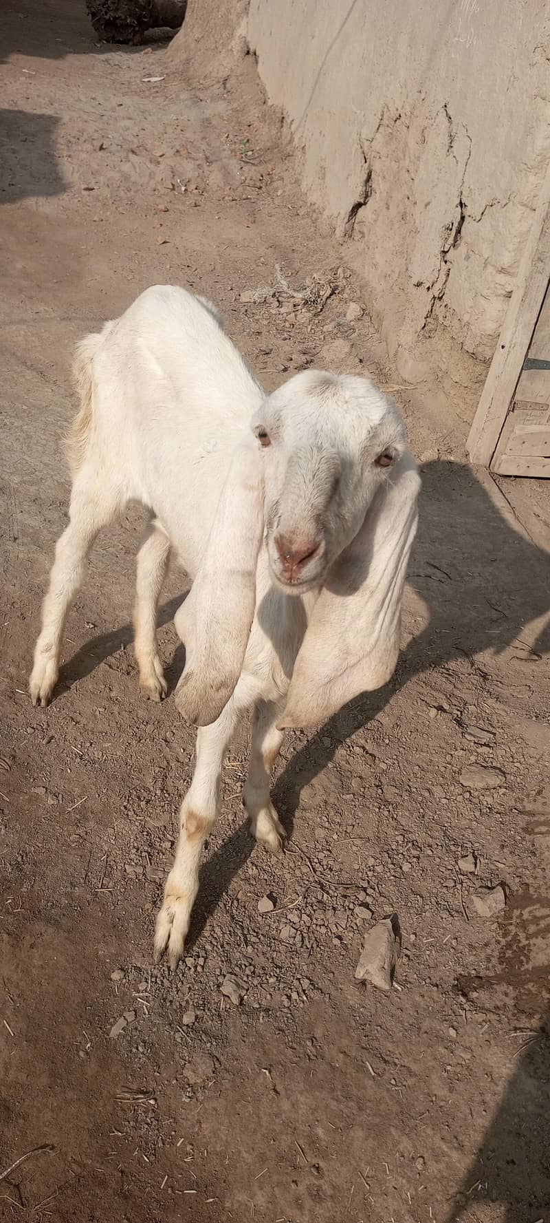 گھر کی پلی خوبصورت سی بکری نام محمد پوری ہے 3