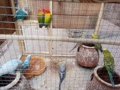 Australian Totay Parrots available for sale.