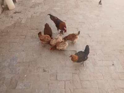 eggs laying hens 1+5