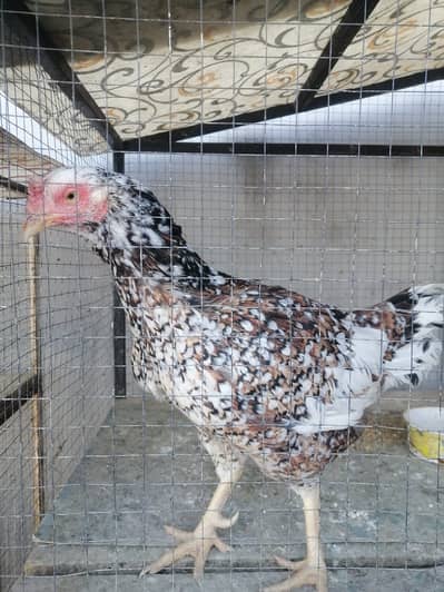 Top Quality Aseel Madi for Sale