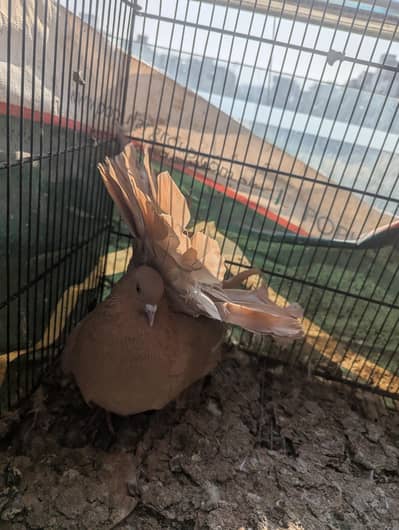 supreme quality laka/faintail