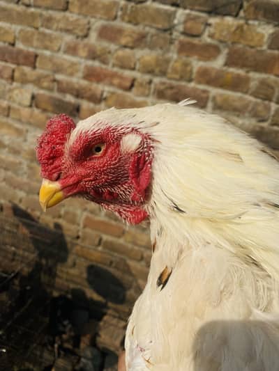 SETUP FOR SALE HOME BREED ALL