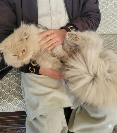 Persian Cat Light Brown