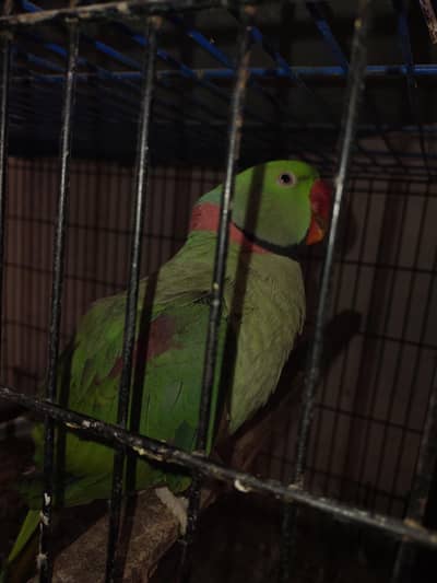 Kashmiri Pahari full breeder