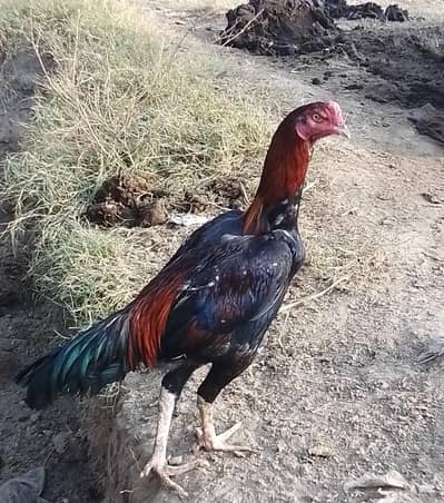 Pure Aseel Mianwali Male