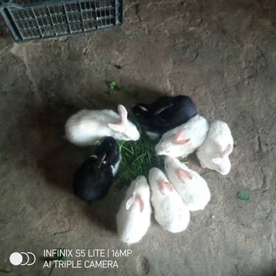 red eys breed colour White some White and some black