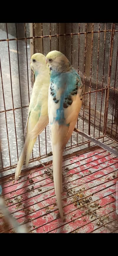 Rainbow and Red Eye Cross Pair For Sale