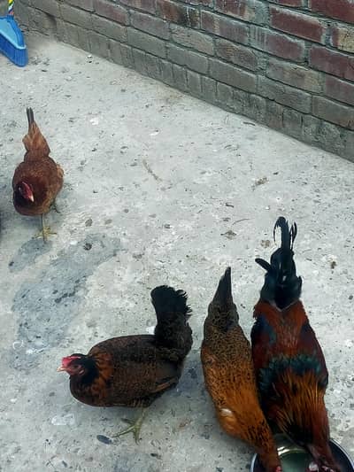 Ghar ki pali hui murgian for sale