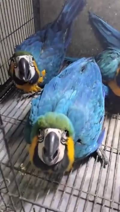 blue macaw parrot cheeks for sale looking contact 0321=3210=601
