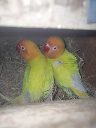 Lutino Personota Breeder Pair For Sale